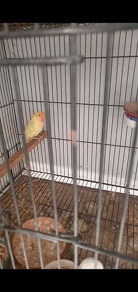 2 Breeder Pair With Cage & Box For Sale 4