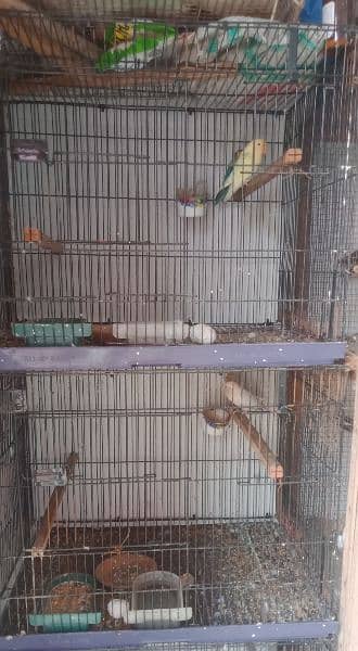 2 Breeder Pair With Cage & Box For Sale 5