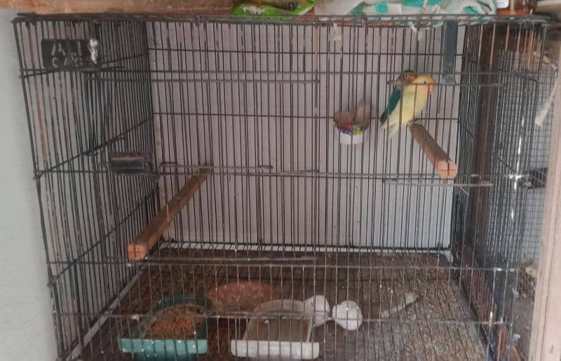 2 Breeder Pair With Cage & Box For Sale 7