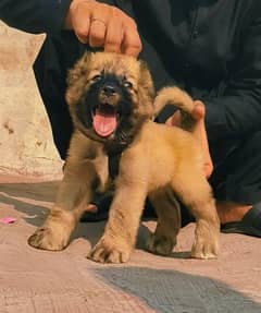 Kurdish kangal | Afghan kochi | king alabai Dog For Sale