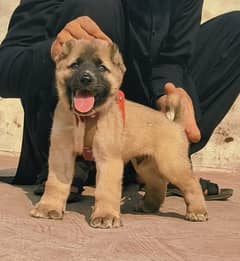 Kurdish kangal | Afghan kochi | king alabai Dog For Sale