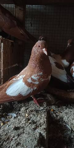 Khal pigeons 03020721152 0