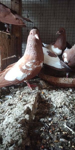 Khal pigeons 03020721152 1