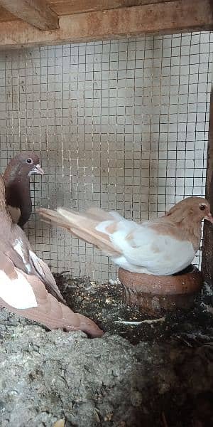 Khal pigeons 03020721152 3