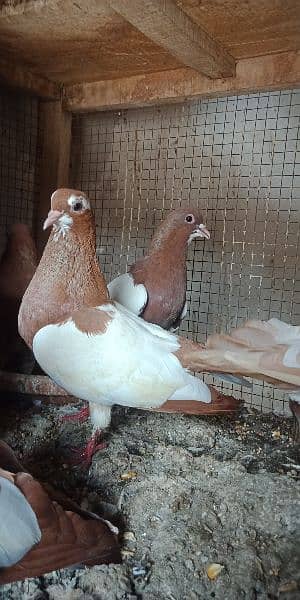 Khal pigeons 03020721152 4