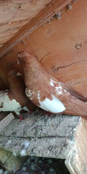 Khal pigeons 03020721152 5