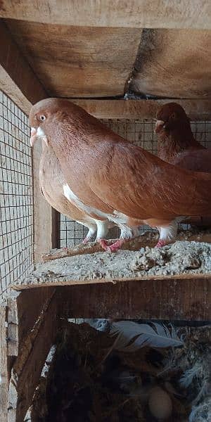 Khal pigeons 03020721152 7