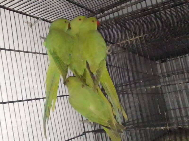 Love birds , bajri , ringback , 10