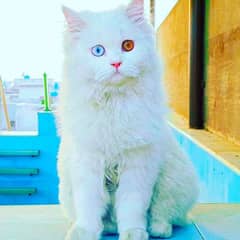 Persian Odd Eyes Male Kitty