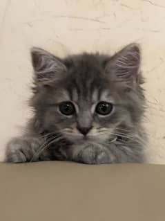 Grey Persian kitten