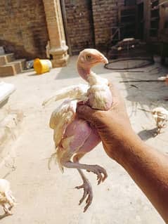 Kandhari hera aseels chicks