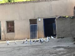 pomrenian fancy pigeons