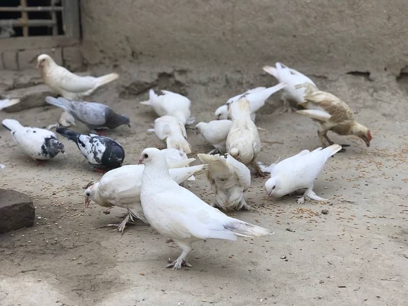 pomrenian fancy pigeons 1