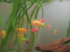 neon tetra fish