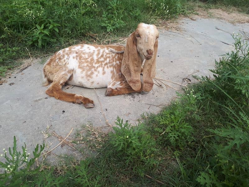 Makhi cheeni 2 female 3