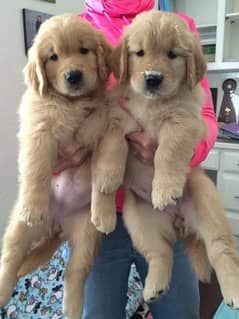 Golden Retriever Pedigree