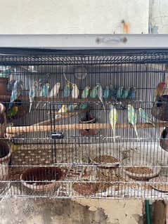 Parrots cage