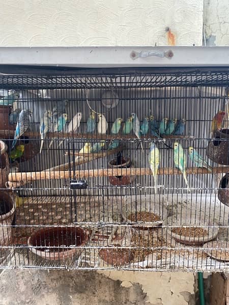 Parrots cage 0