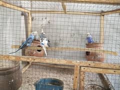 6 Australian birds pinjra aur mukmmal Saman 0