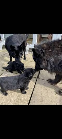 German shepherd puppies available 0