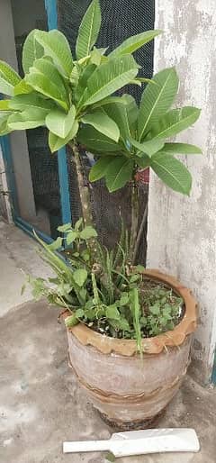 beautiful plant