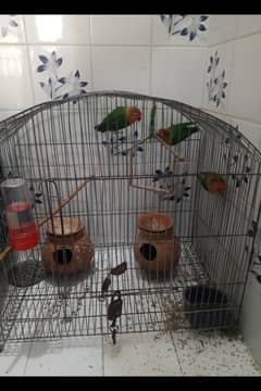 Fisher Lovebird Breeding Pair