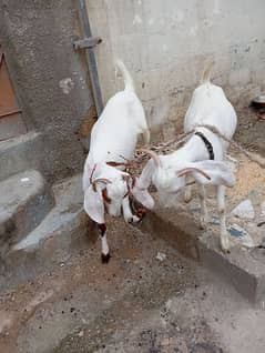 Bakri