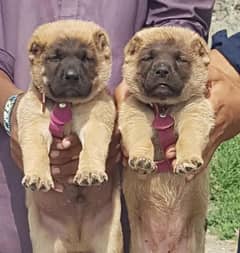 King kurdish kangaal pair pure breed security dog 2months for sale