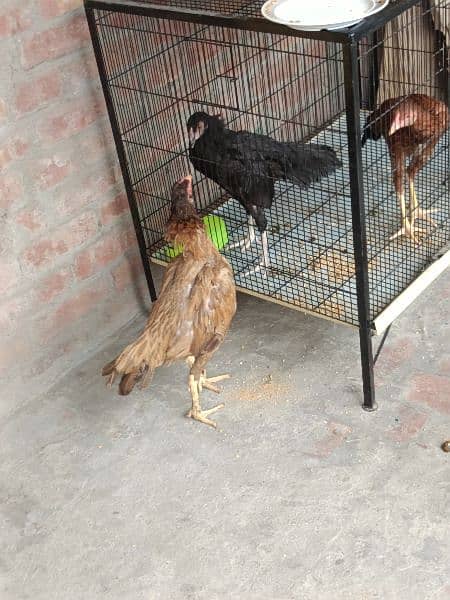 Aseel Lakha and Mianwali Hens 9