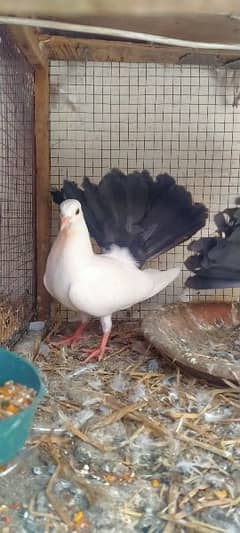 fancy pigeon