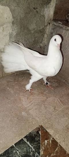 White  Fancy lucky Kabotar 0