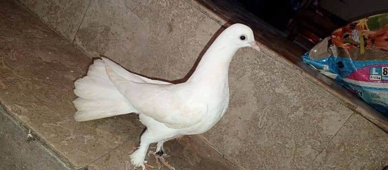 White  Fancy lucky Kabotar 5