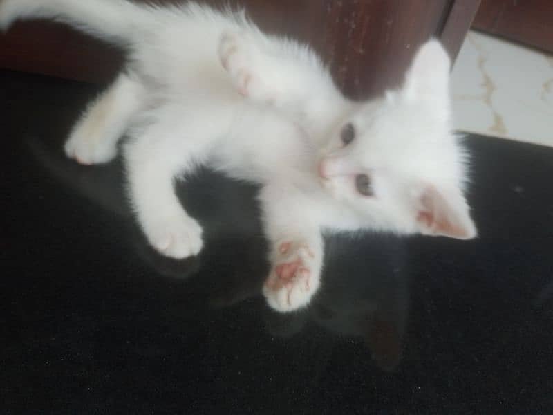 persion kitten available 0