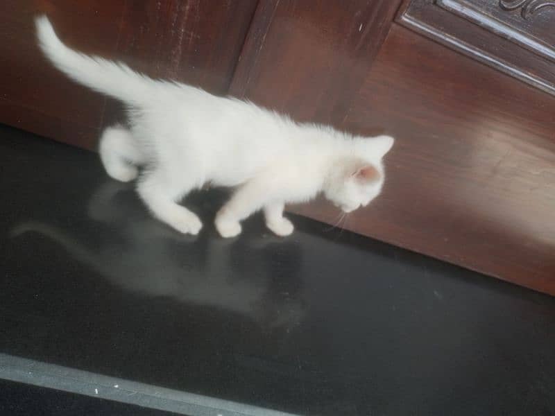 persion kitten available 2