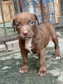 American pittbull imported 0