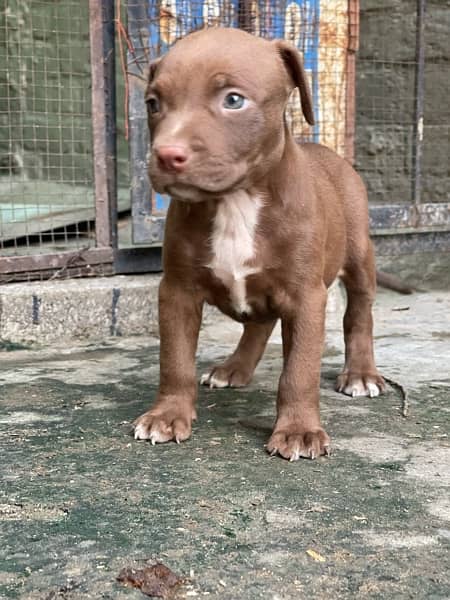 American pittbull imported 5