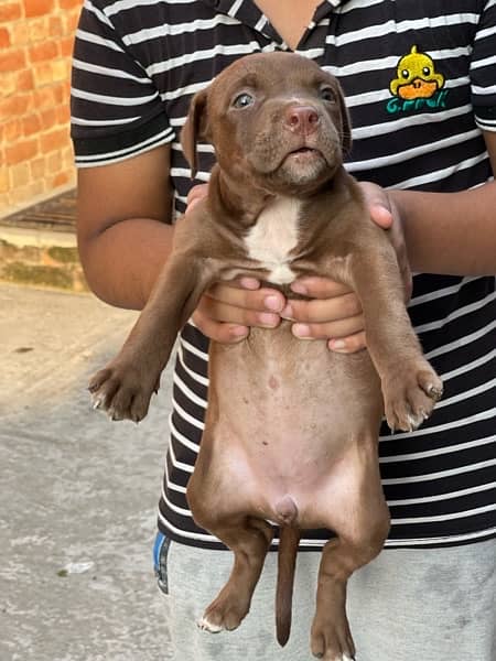 American pittbull imported 6