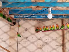 Green fisher / love bird / Green Fisher for sale