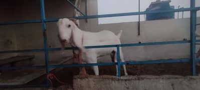 Gulabi Bakri (Urgent Sale)