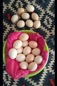 Austrolop fertile eggs