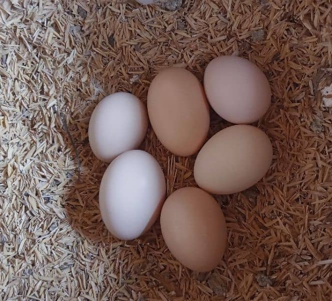 Austrolop fertile eggs 1