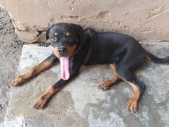 Pedigree Rottweiler female 7 Months