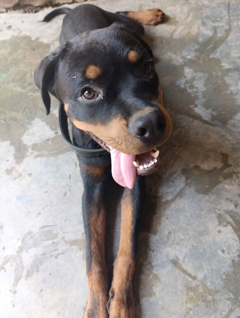 Pedigree Rottweiler female 7 Months 1