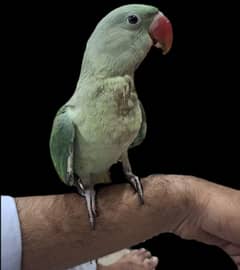 Raw Parrot Chick For Sale