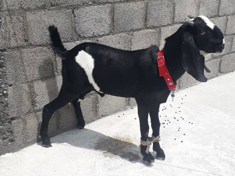 Bakra for sal 2