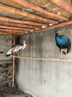 peacocks pair age 2 years 0