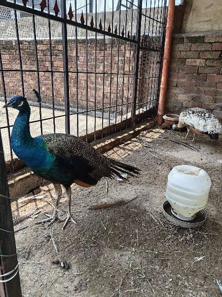 peacocks pair age 2 years 2