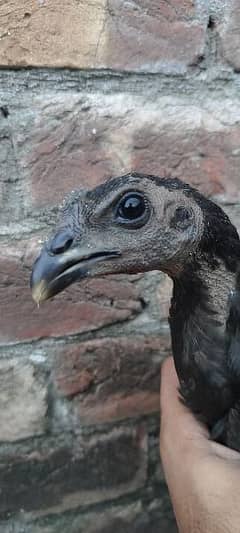 pure dragon black Sakin birds for sale 03014972453