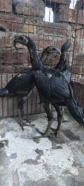 pure dragon black Sakin birds for sale 03014972453 5