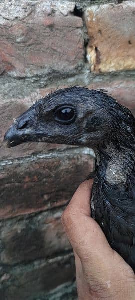 pure dragon black Sakin birds for sale 03014972453 7